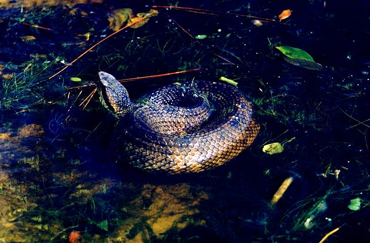 Water Moccasin, Suwannoochee Cr..jpg [69 Kb]